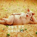 실룩실룩 - 강남구 압구정로29길 69 | 실룩실룩