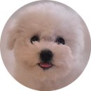 조이 애견 유치원 이미지