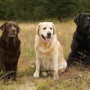 레드앤화이트독 이미지