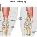 아프리카 동물의료센터 이미지