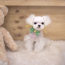 퍼피대디 이미지