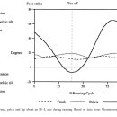 The coordinated movement of the lumbo–pelvic–hip complex during running: a literature review 이미지