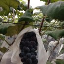 벧엘농원 이미지