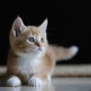 츄츄 동물병원 이미지