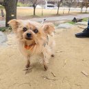 담빛길 | 반려동물 동반 단양 관방제림길/담빛음악공원 주차