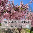 해당화 | 부산근교 김해 서부해당화 꽃구경 솔직후기(26.4.8)