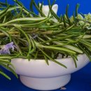 로즈마리 화원 이미지