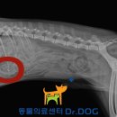 Dr.dog동물의료센터 이미지