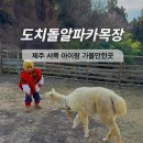 알파카정비 | 제주 서쪽 아이랑 가볼만한곳 도치돌 알파카목장 제주도 동물원 서쪽 관광지
