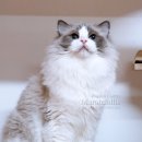 캣돌 캐터리 이미지