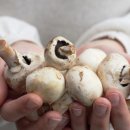 정직한버섯 이미지