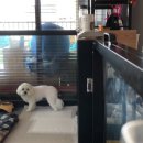 케어독 하우스 이미지