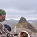 파슨 러셀 테리어 이미지