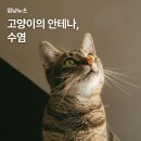 고양이 수염 이미지