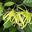 일랑일랑 이미지