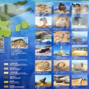 11500-7-59-101 | 대만 타이베이 여행 기록 (4박 5일 일정) 예류지질공원 (자유여행) / 타이베이101/딘타이펑 - 2일 차