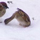비룡기획