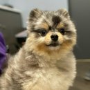 24시SNC동물메디컬센터 이미지