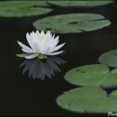 백련주유소 이미지