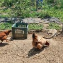 박종상농장 이미지