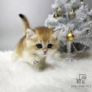 (주)야옹아멍멍해봐펫 분평점 | 평택고양이분양 가정분양 비교 입양과정 특징