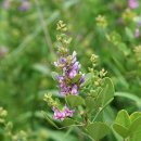 참싸리Lespedeza cyrtobotrya Miq. 이미지