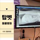 토닥토닥동물병원 | [서초동물병원 탑벳동물병원] 강아지 건강검진 및 엑스레이 후기