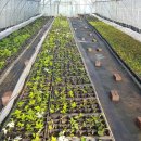 양촌목장 이미지