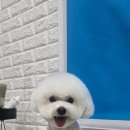 바오펫 이미지