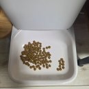 파이닥터 | 신부전 간식, 밥 잘 먹게 된 비결은? 닥터맘마 미니파이케어라이스 솔직 후기!