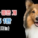 개 좋은 세상 이미지