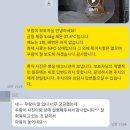 중계이오동물병원 | 중계동물병원, 고양이 에이즈 검진부터 치료까지 루시드라면 안심하셔도 됩니다.