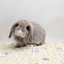 체리쉬펫 이미지