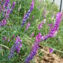 청고을농장 이미지