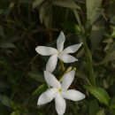 재스민향기 이미지