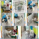 플레이독(애견유치원&호텔) 이미지