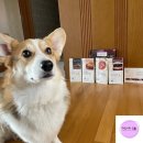 파핑파우 이미지