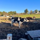 대로2목장 이미지