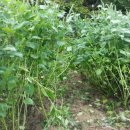 만리포헛개나무농장 이미지