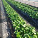 석교농장 이미지