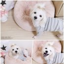 어여쁘개 이미지