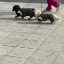 여행일기 / 사랑아 여수해 ! 🤍
