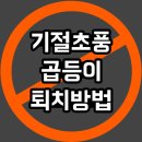 해충잡는 맘스 | 기절초풍 곱등이 해충퇴치 방법 with 연가시 귀뚜라미 꼽등이
