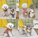 큐티애견 이미지