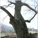 여수개도중학교 이미지