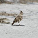 새만금의 종다리(Eurasian skylark) 이미지