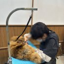 안양애견 이미지