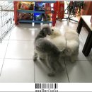 보리샵