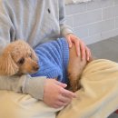 혼자두면 장판뜯어서 차린 개카페 이미지