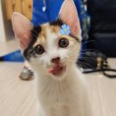 돈데기리 이미지